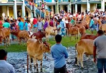 ভোলায় সামাজিক দূরত্ব উপেক্ষা করেই চলছে কোরবানির পশু কেনা বেচা