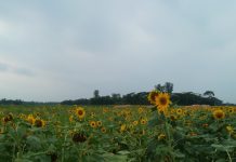 সূর্যমূখীর সমাহার