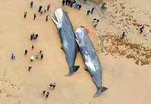 তিমির আত্মহত্যা: এক সঙ্গীর মৃত্যু হলে অপর তিমি ও আত্মহত্যা করে!