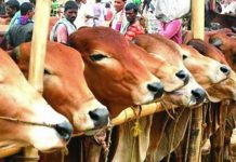 করোনা সংক্রমণ রোধে রংপুরে সর্ববৃহৎ লালবাগ পশুরহাটসহ ৩৫টি হাট বন্ধ ঘোষণা