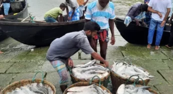 নিষেধাজ্ঞার ১৪ ঘণ্টার মাথায় ঘাটে ১২ টন ইলিশ